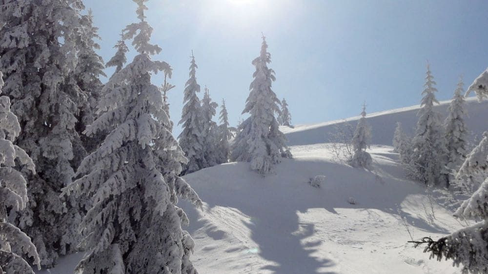 Sapins enneigés en Forêt-Noire - Allemagne