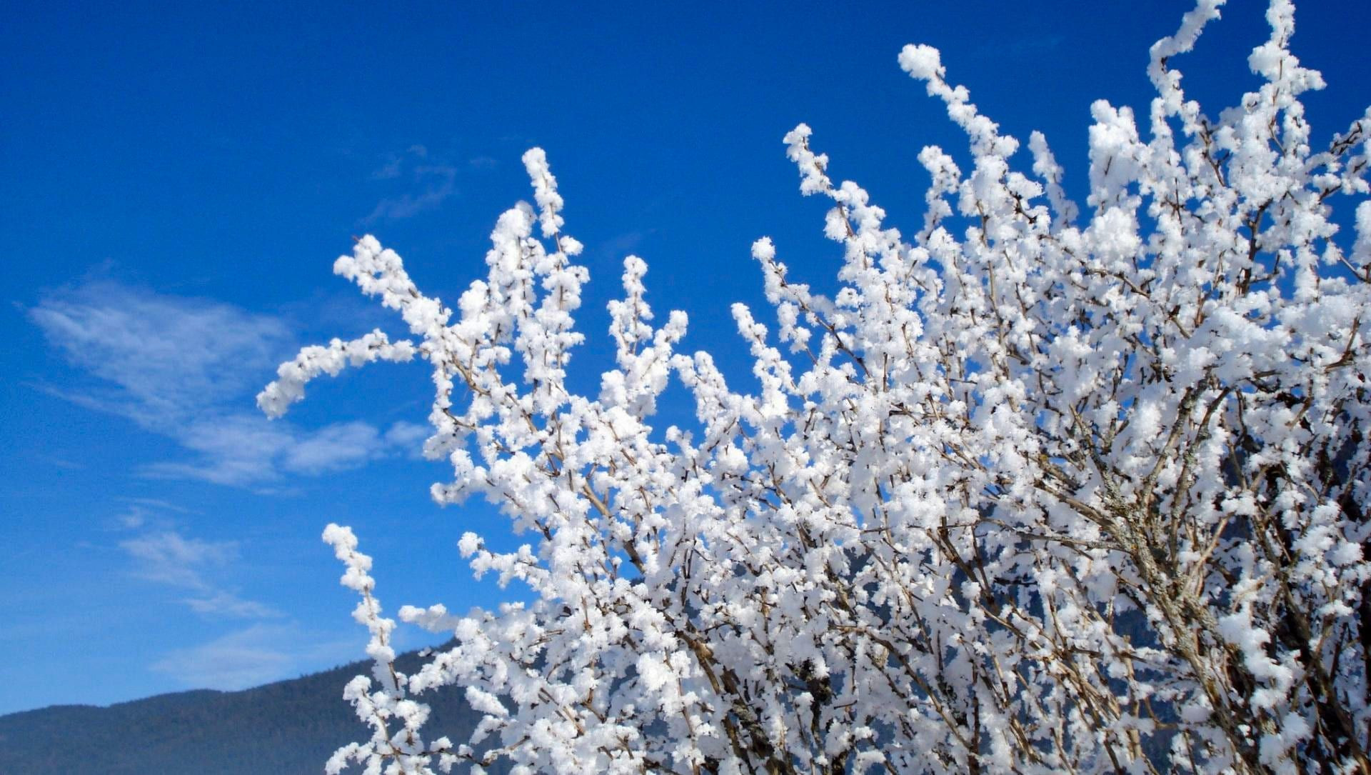 © Adobe Stock Végétation givrée de neige sous un ciel bleu - France