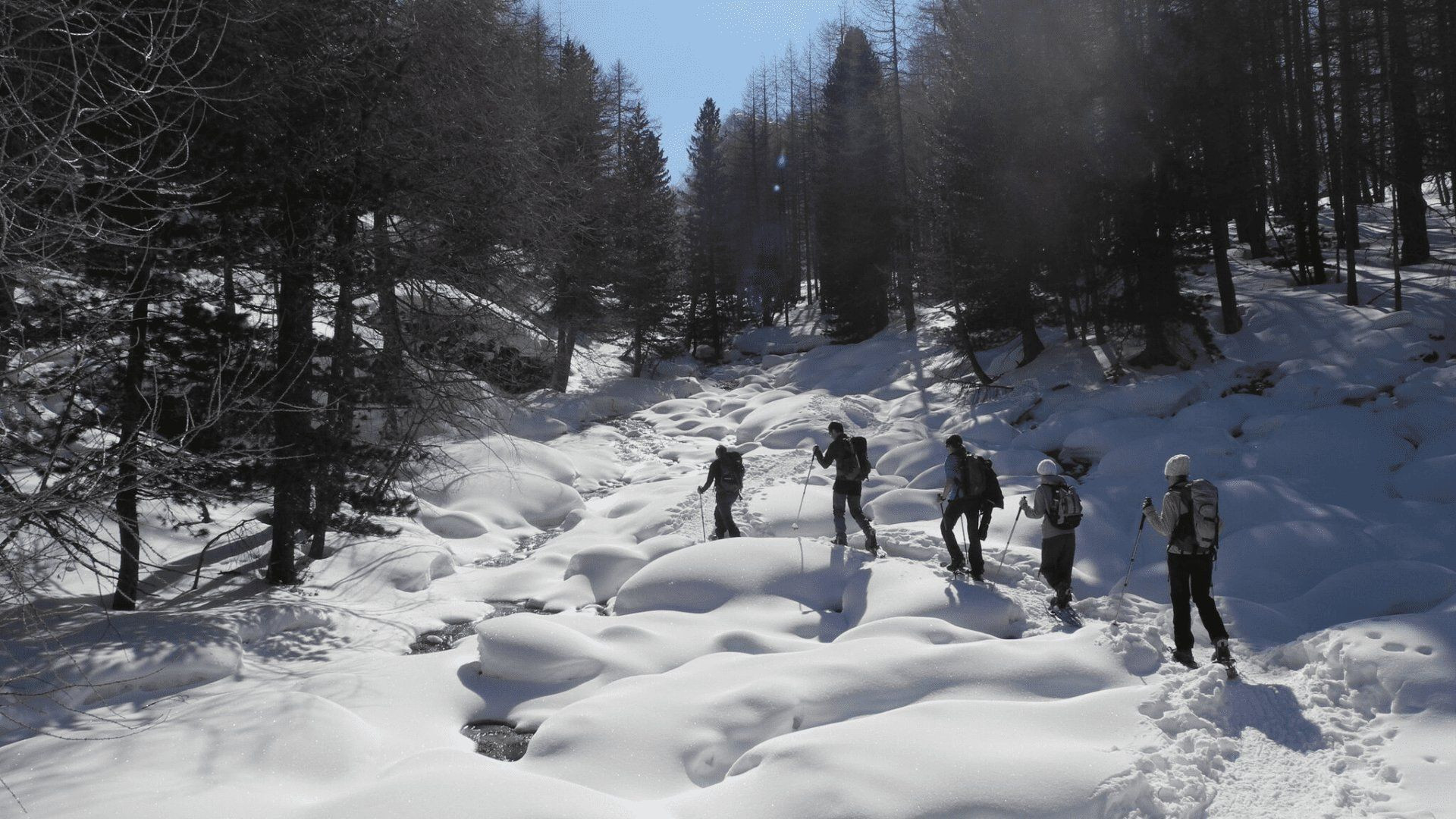 Randonnée en raquettes en forêt enneigée - Queyras - Alpes - France