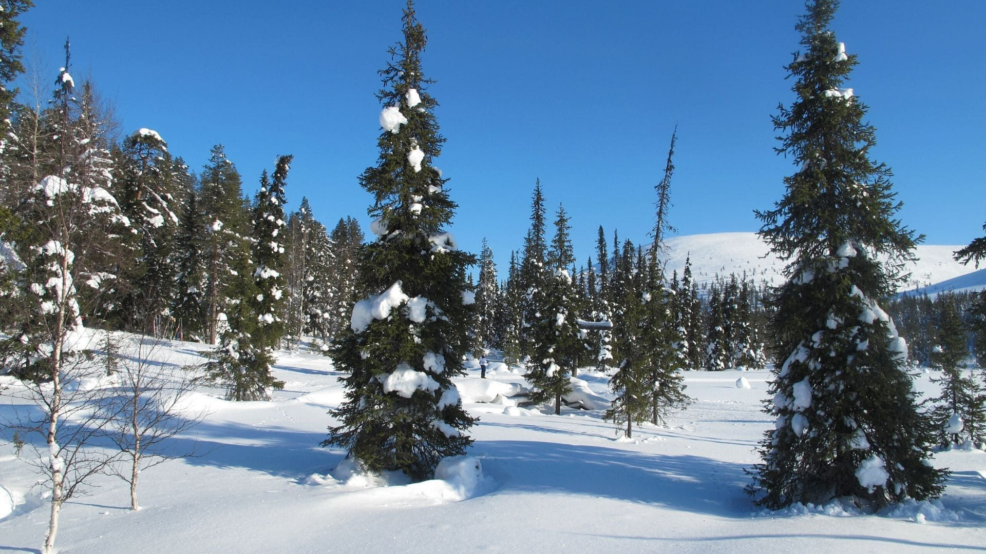 Forêt boréale enneigée et fjell - Laponie - Finlande