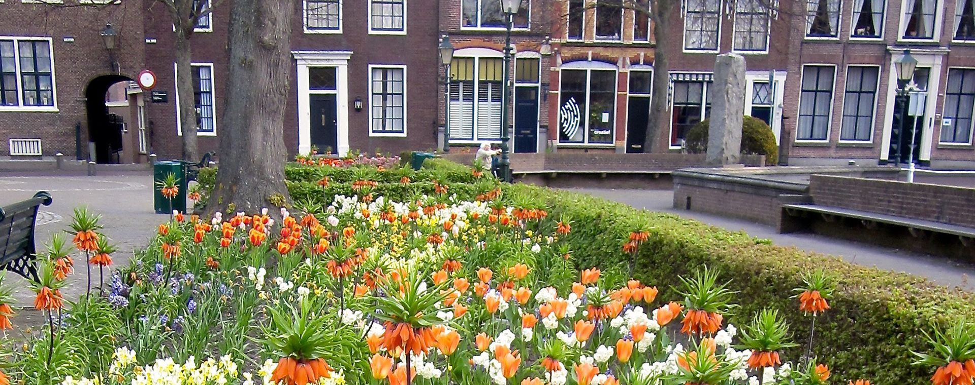 Tulipes printanières sur une place de ville historique - Pays-Bas