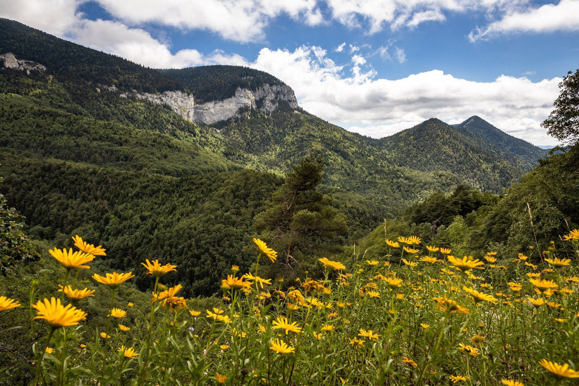 Prairie de montagne fleurie en été - Préalpes - France