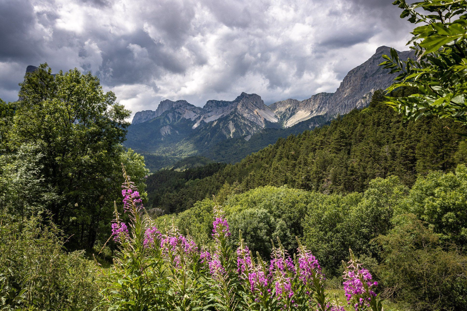 Vallée estivale et épilobes en fleur sous des sommets calcaires - Préalpes - France
