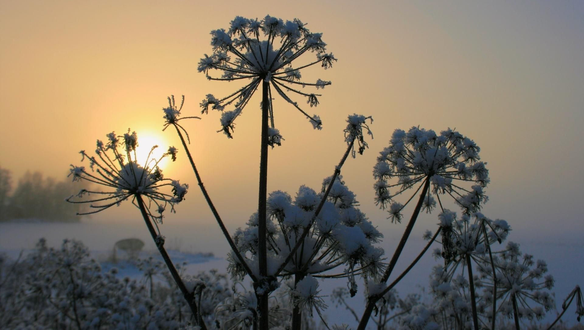 Coucher de soleil sur des fleurs givrées dans la neige - Laponie - Finlande