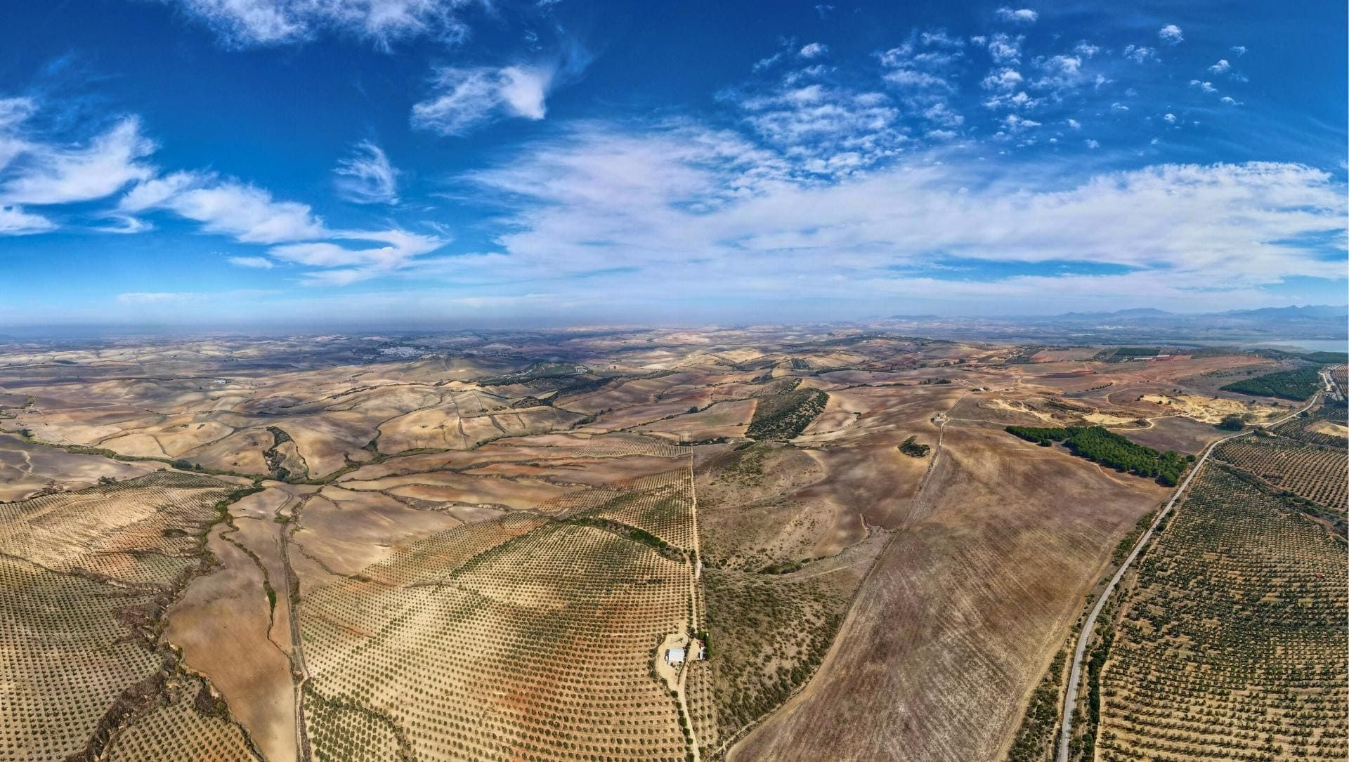 Terres et oliveraies près d'Arcos de la Frontera - Andalousie - Espagne