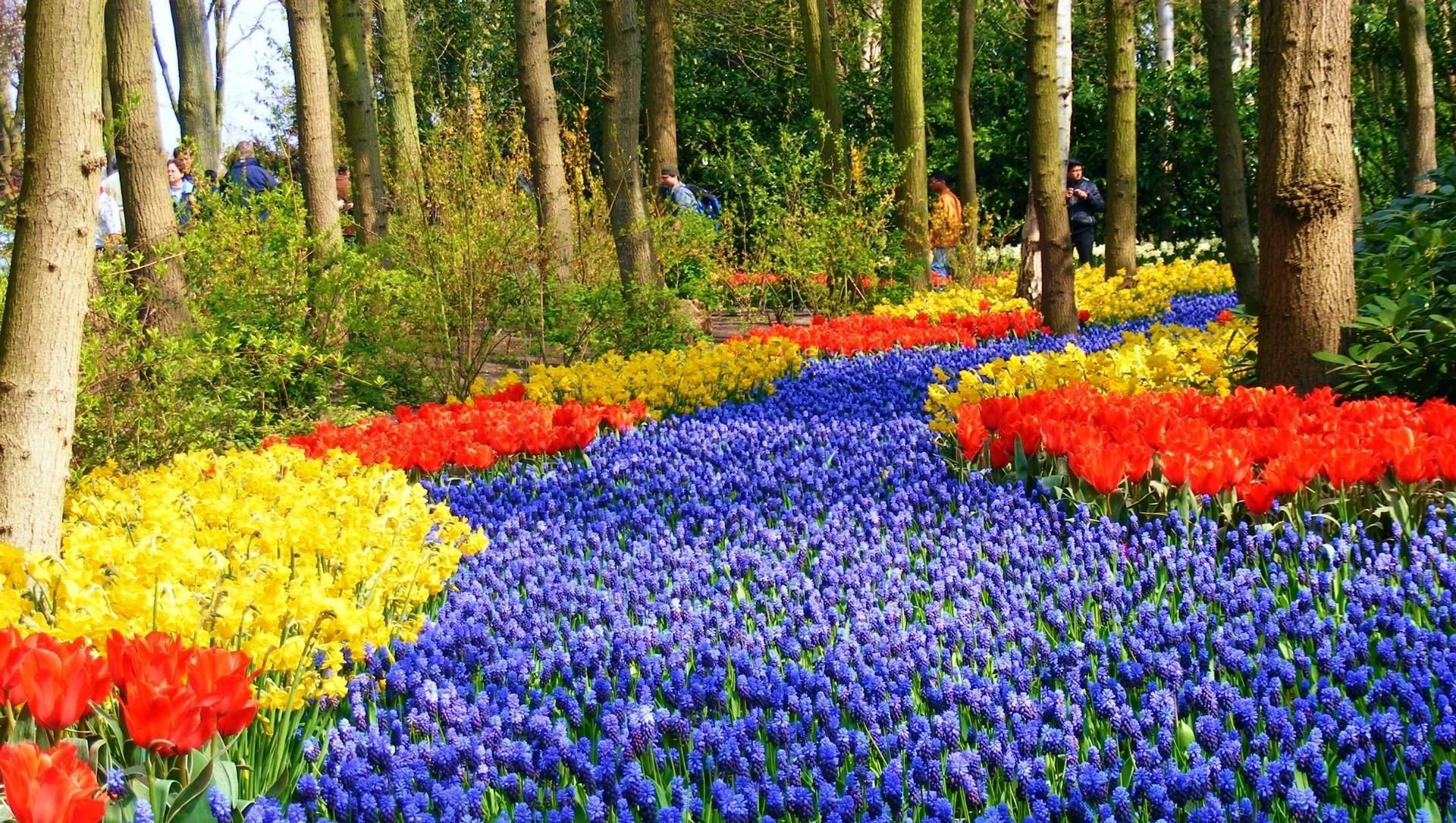 Champ de tulipes et jacinthes - Keukenhof - Pays-Bas