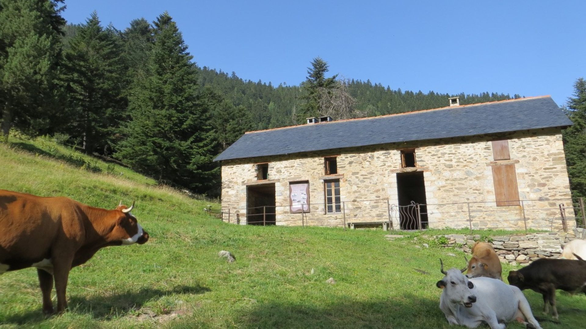 Vaches devant une bergerie en pierre au pied du Canigou - Pyrénées - France