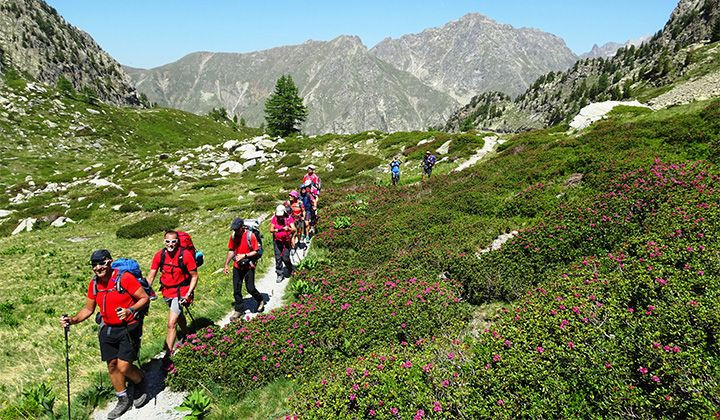 Randonneurs sur sentier fleuri de rhododendrons - Mercantour - France