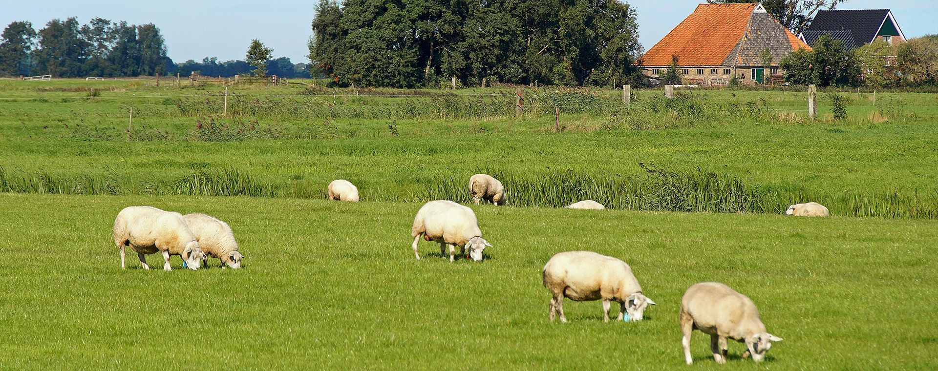 Moutons pâturant devant une ferme frisonne - Frise - Pays-Bas