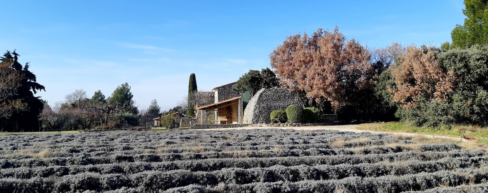 Champ de lavande et borie en pierre sèche - Luberon - Provence - France