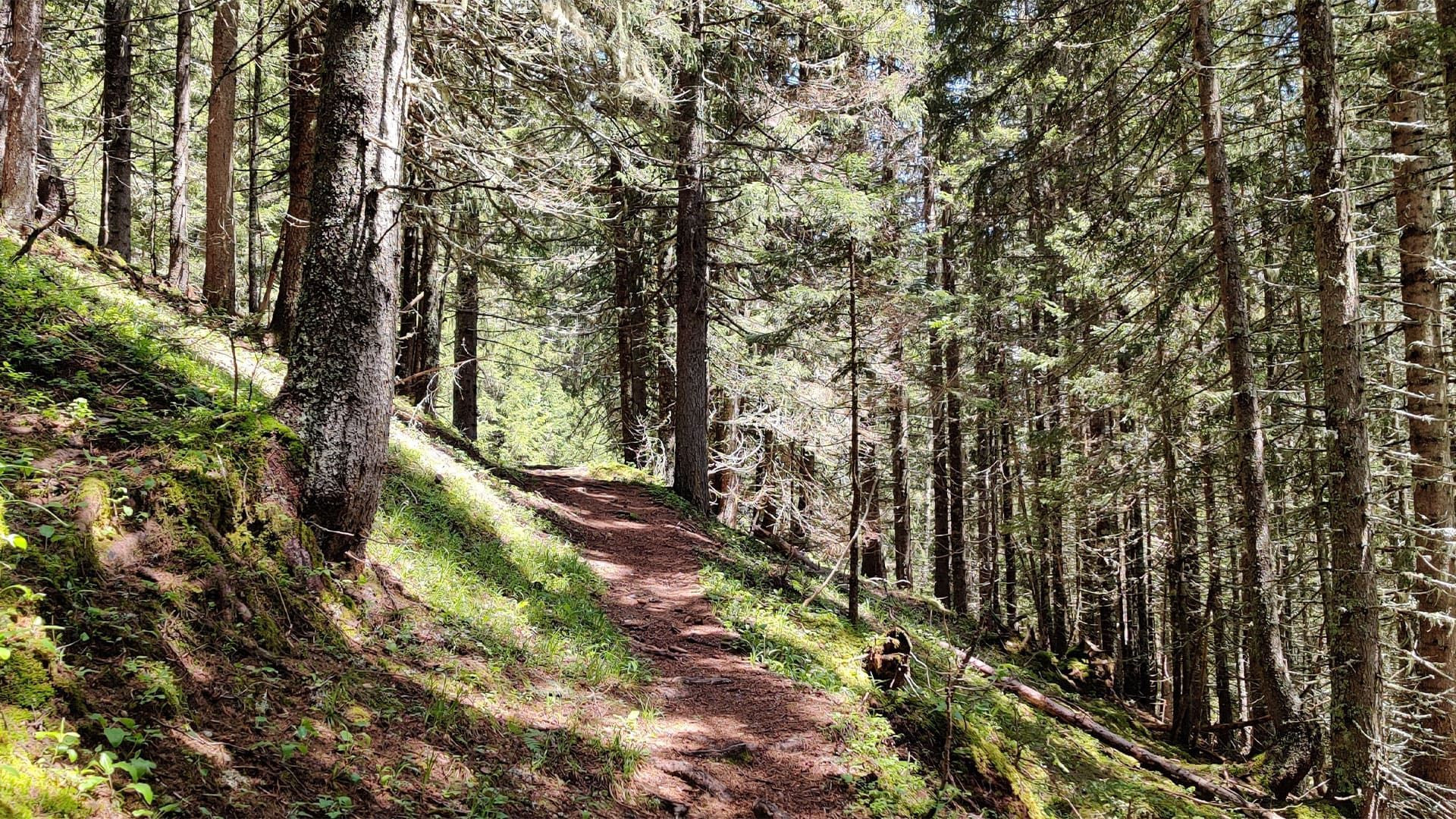 Sentier en forêt de conifères - Massif du Mont-Blanc, France