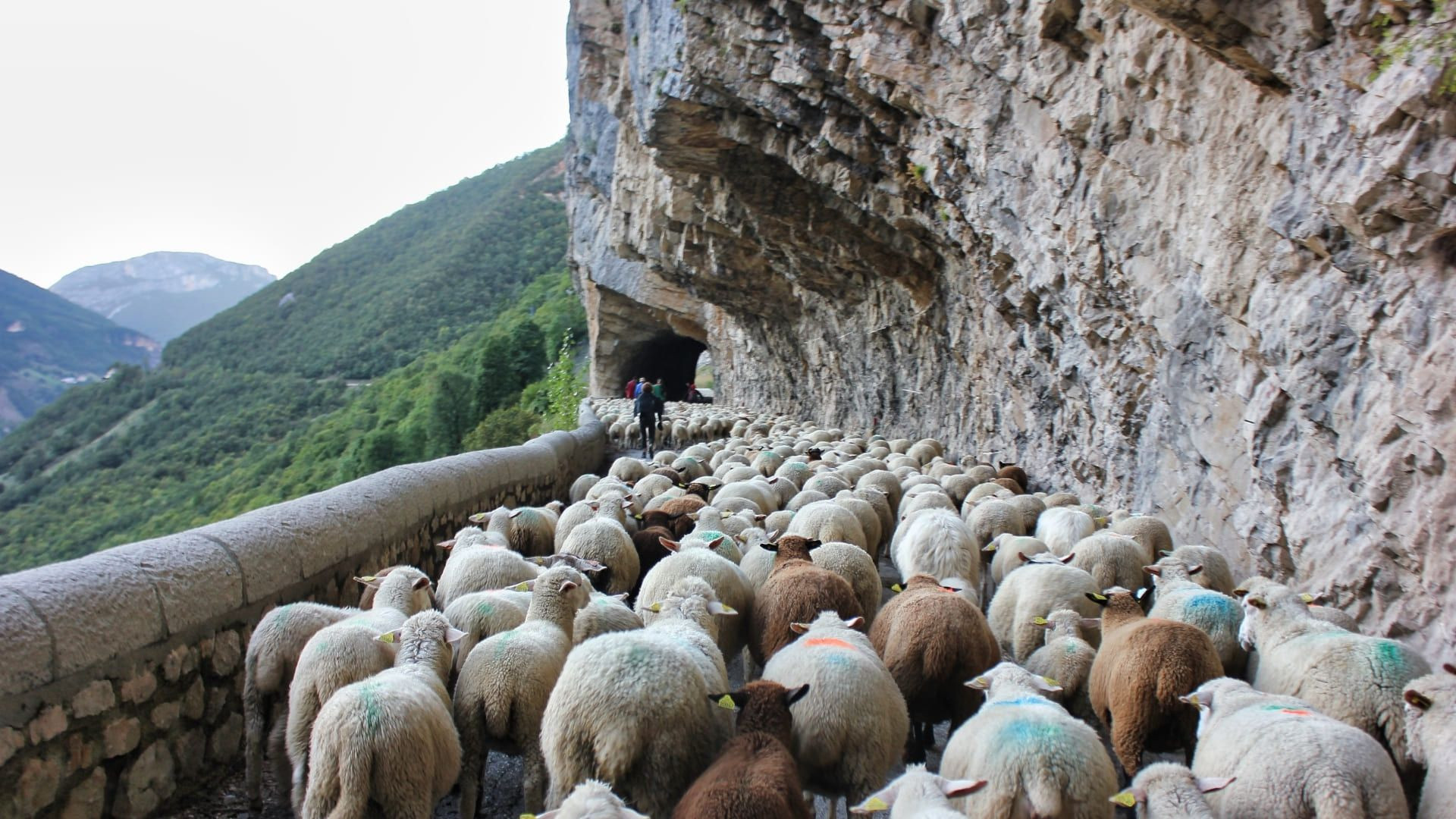 Transhumance de moutons sur route taillée - Gorges des Grands Goulets - Vercors