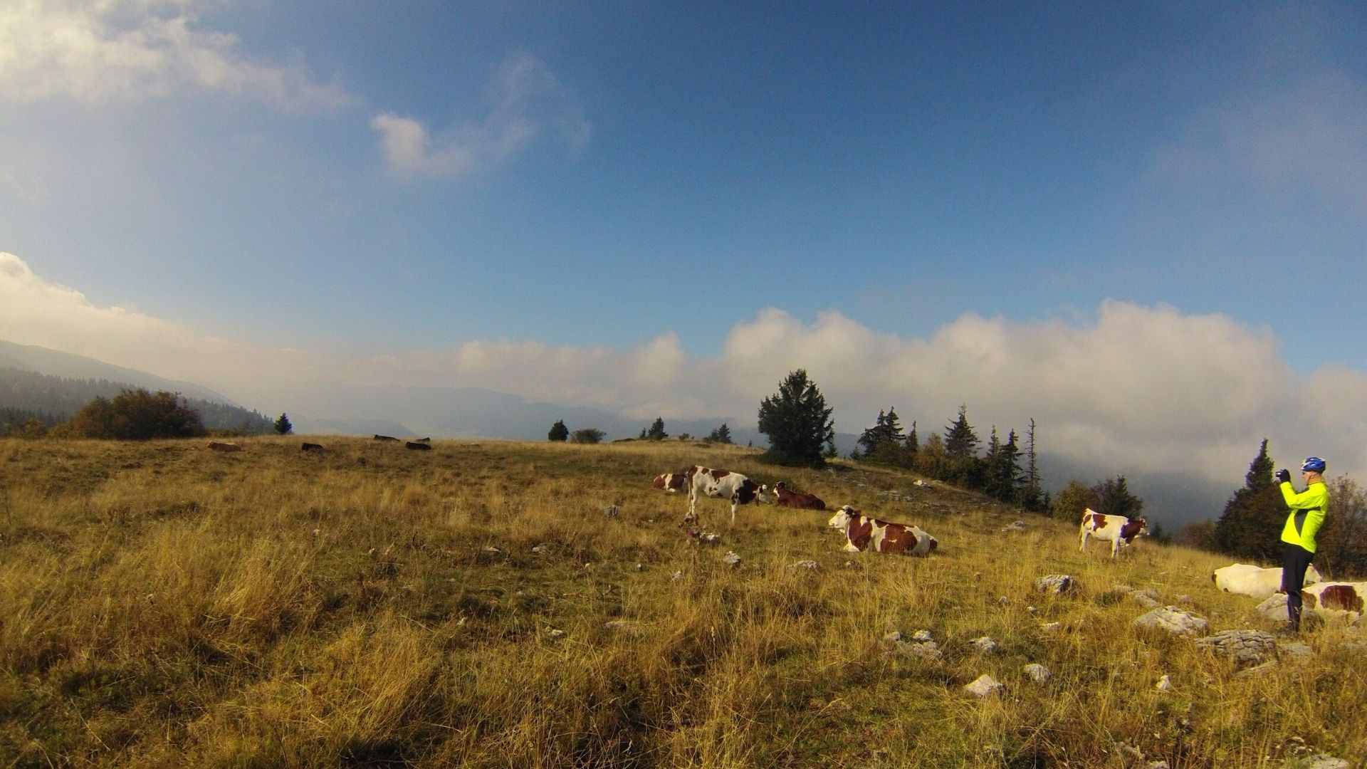 © Thomas Praire Randonneur photographiant un troupeau de vaches sur l'alpage - Vercors - France