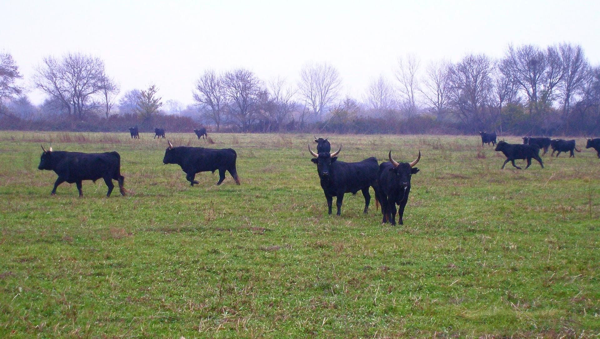 Troupeau de taureaux camarguais dans les prés - Camargue - France