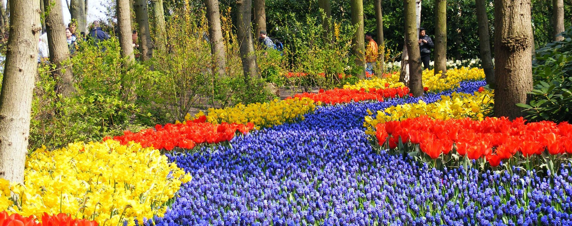 Tulipes et jacinthes en fleurs au parc de Keukenhof - Hollande - Pays-Bas