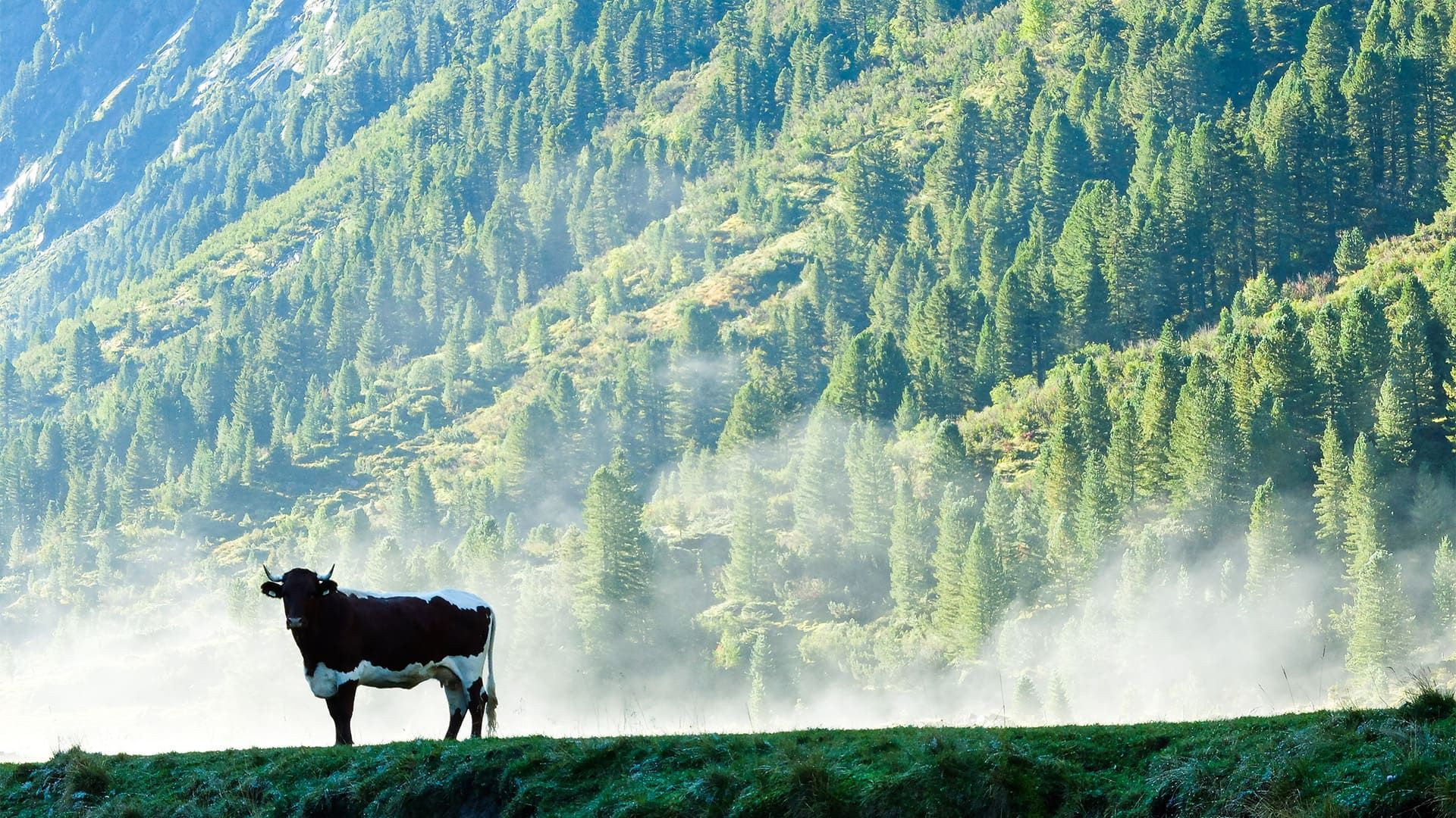 Vache dans la brume au pied des Alpes bavaroises - Allemagne