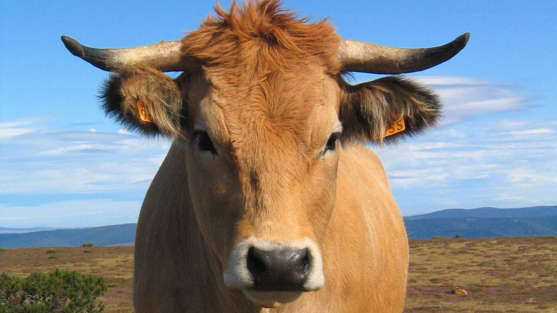 Vache aubrac sur les hauts plateaux - Cévennes - France
