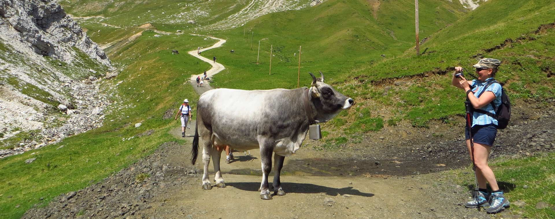 © Laura Herrero Vache grise des Alpes sur le sentier et randonneuse - Dolomites - Italie