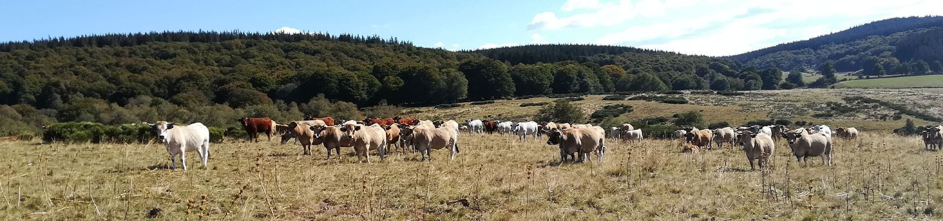 Troupeau de vaches sur les hauts plateaux de l'Aubrac - France