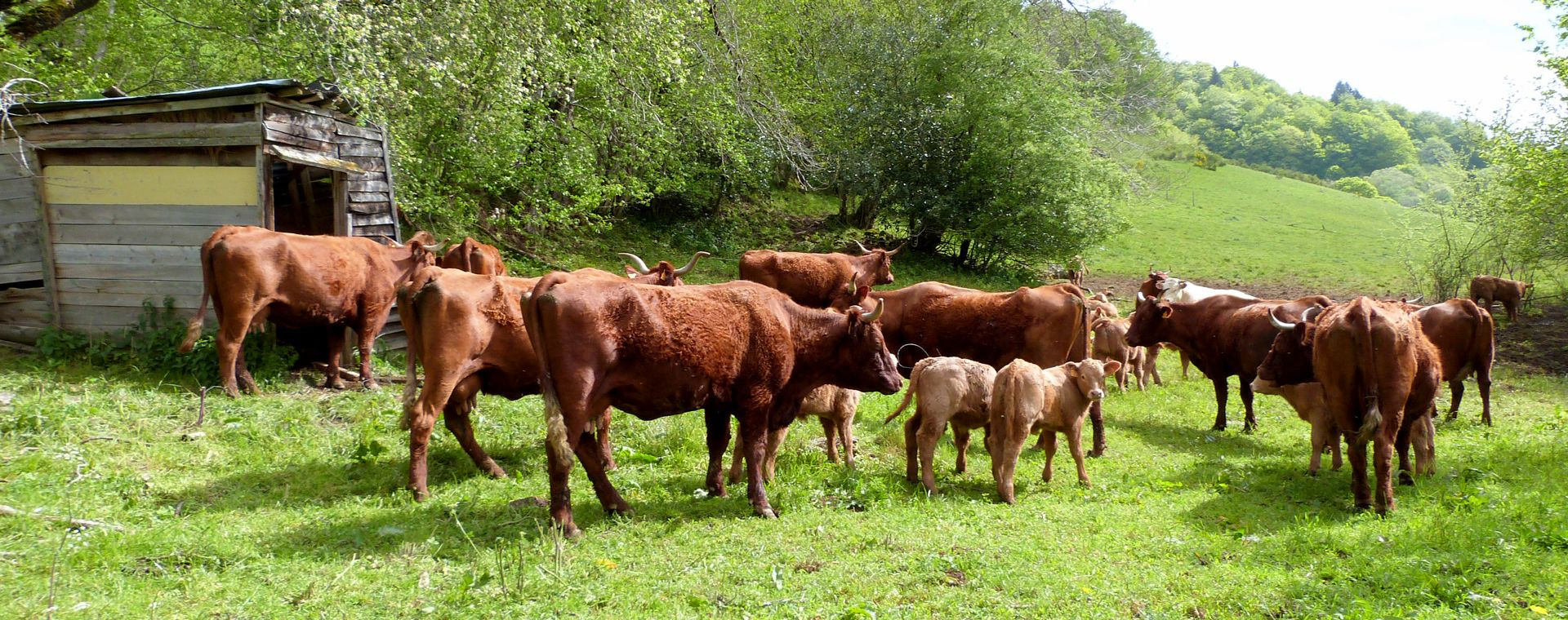 Troupeau de vaches Salers et veaux dans un pré - Auvergne - France