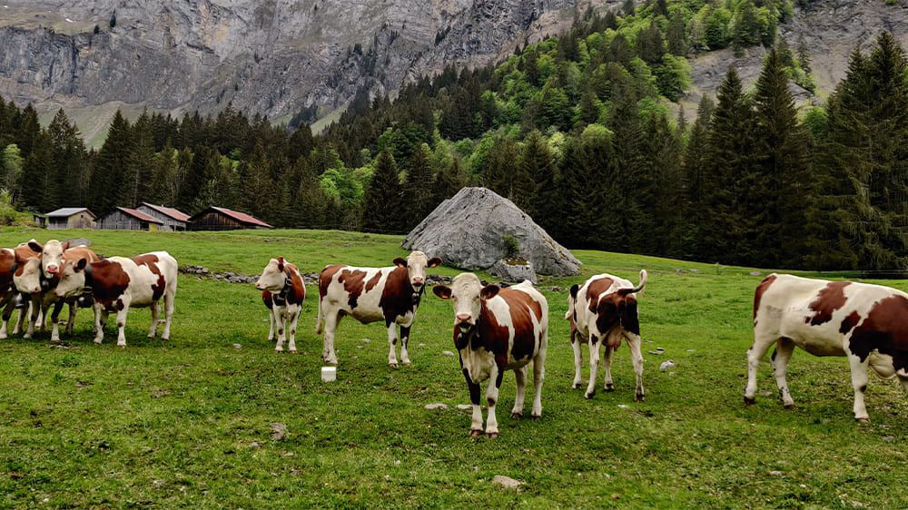 Vaches dans les alpages au pied des montagnes - Alpes - France