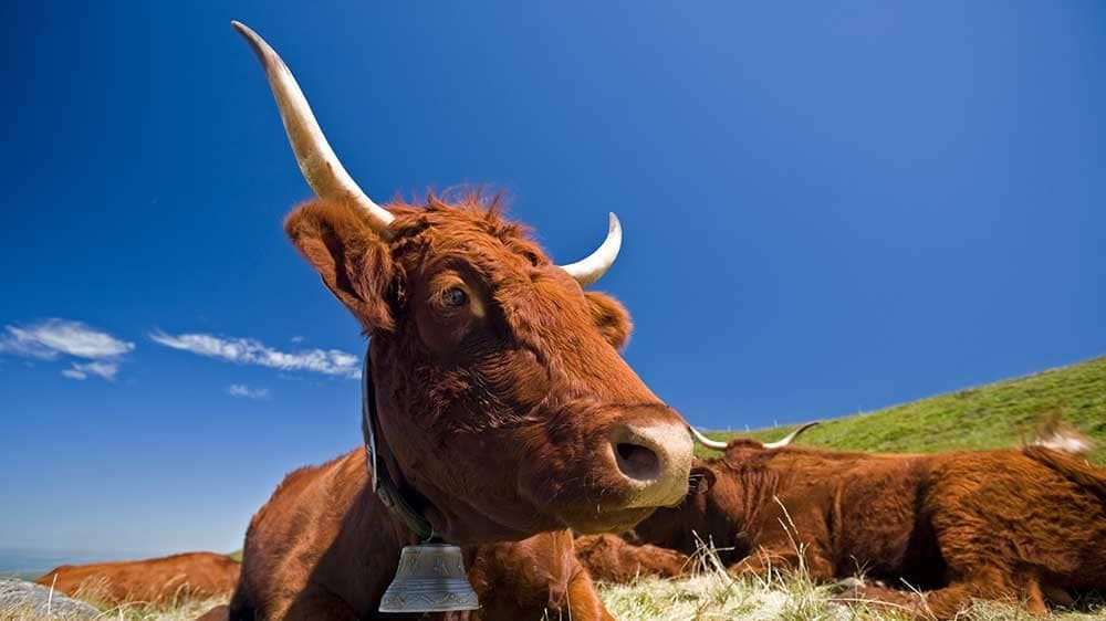 © E. Lattes Vache de race Salers couchée - Massif du Sancy - Auvergne