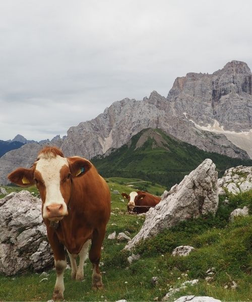 Cows and Mount Pelmo