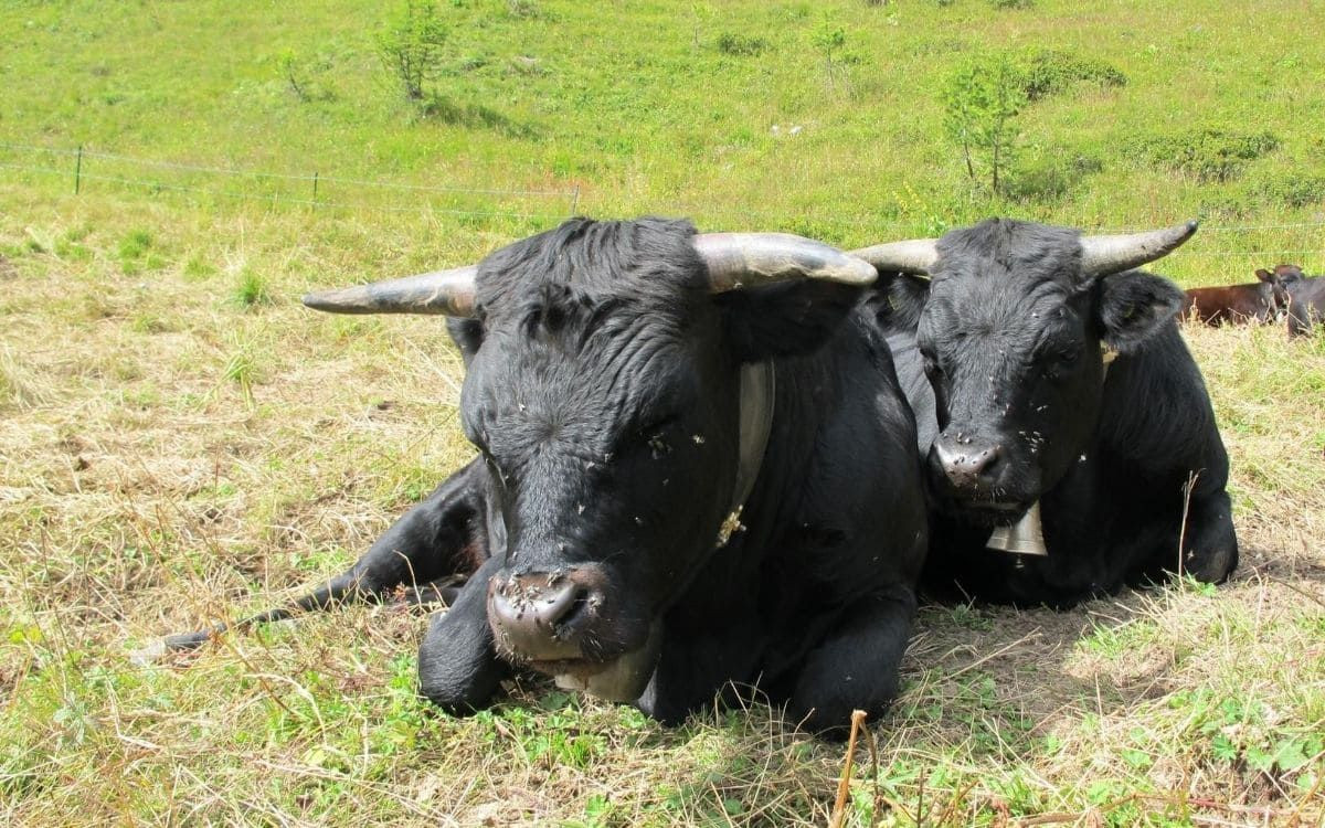 Vaches Hérens au cours de la montée au col de Balme © François Ribard