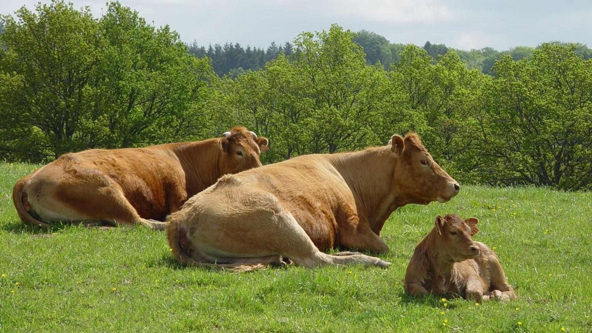 Vaches limousines couchées dans un pré - PNR Millevaches - Limousin