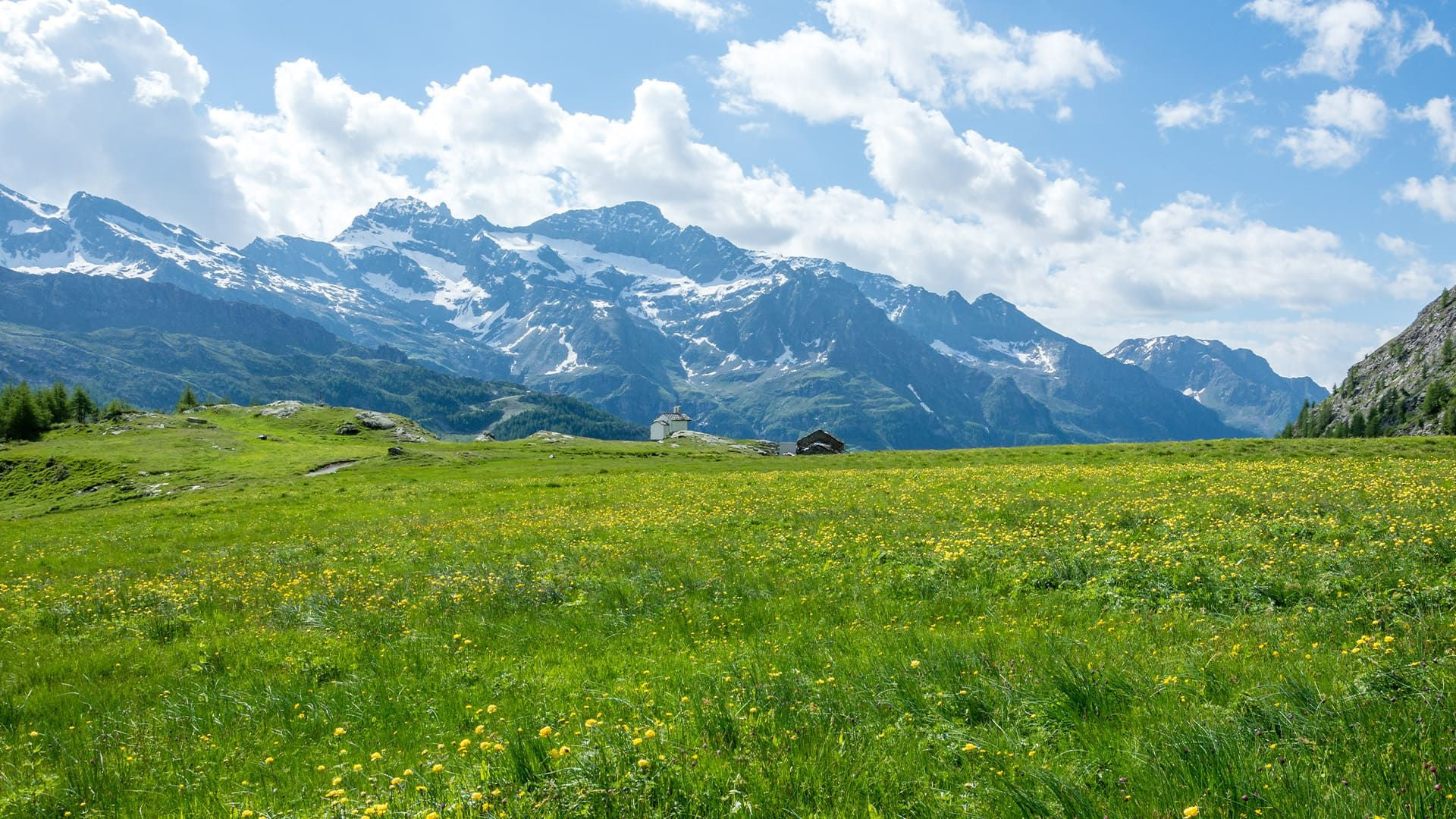 Prairie fleurie et massif du Mont-Rose - Vallée de Gressoney - Val d'Aoste - Italie