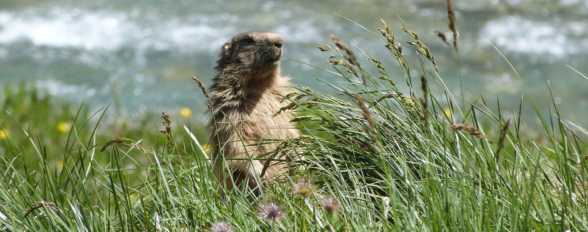 Marmotte dans l'herbe au bord d'un torrent - Vanoise - Alpes, France