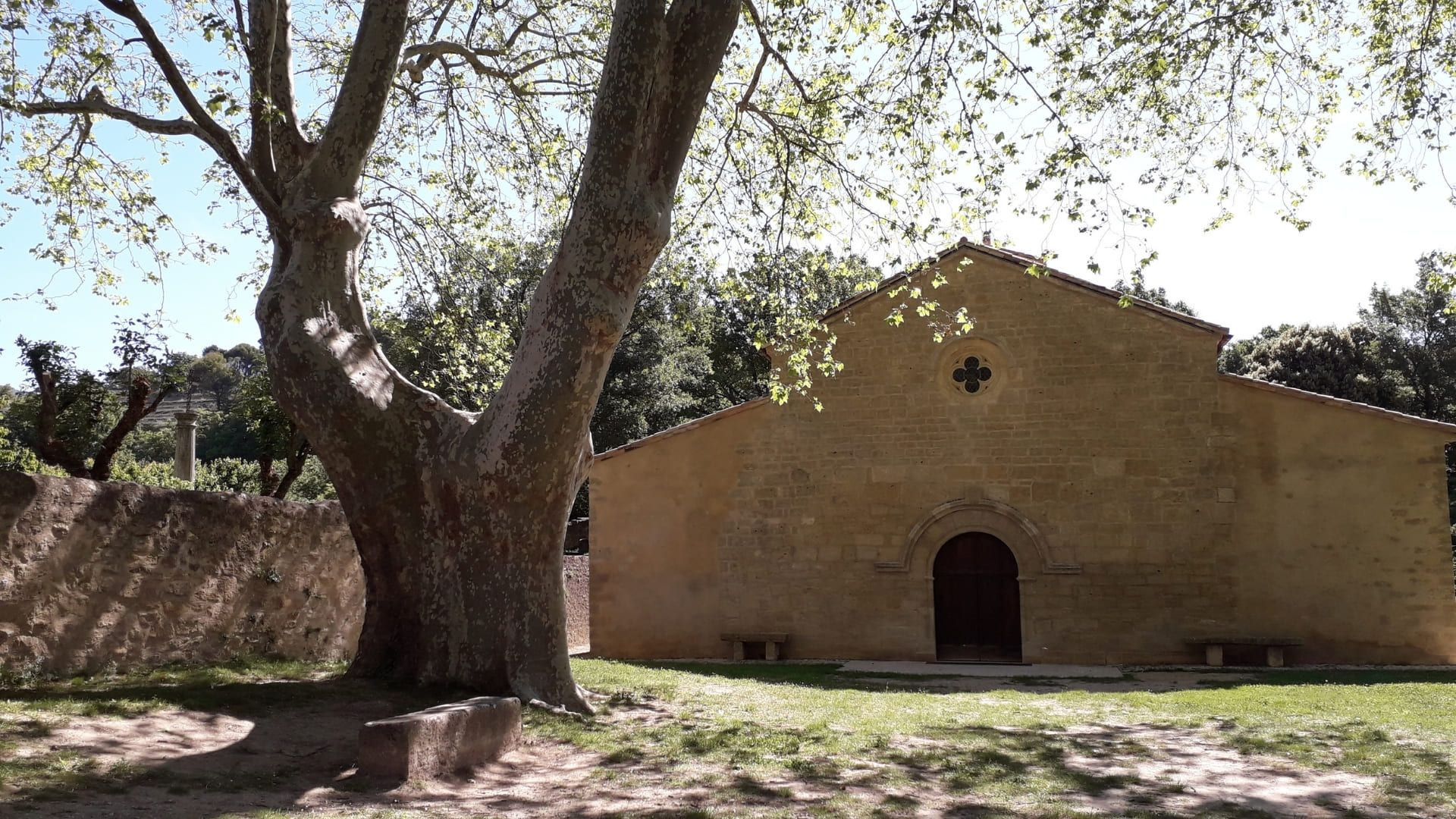 © Oriane Tempé Église romane et platane centenaire - Vaugines - Luberon