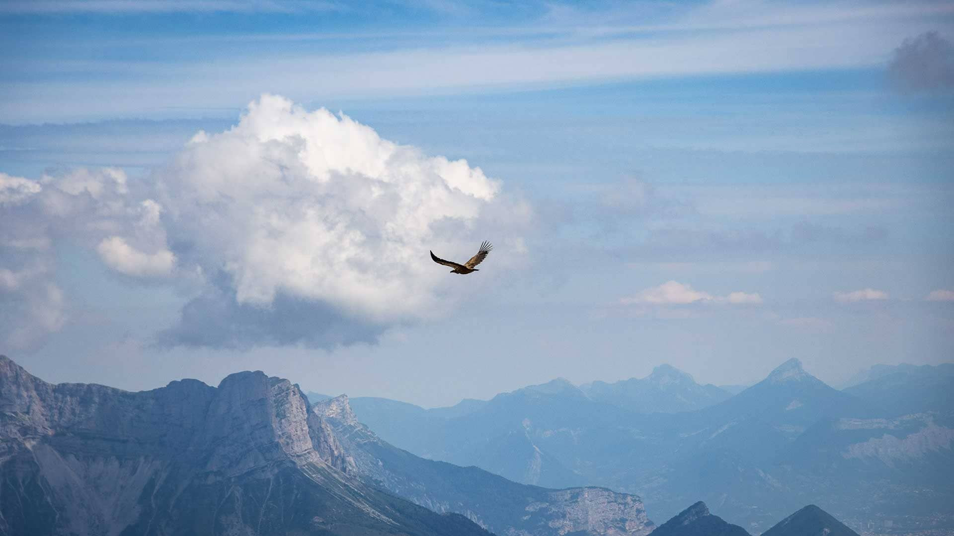 Vautour en vol au-dessus des montagnes - Vercors - France