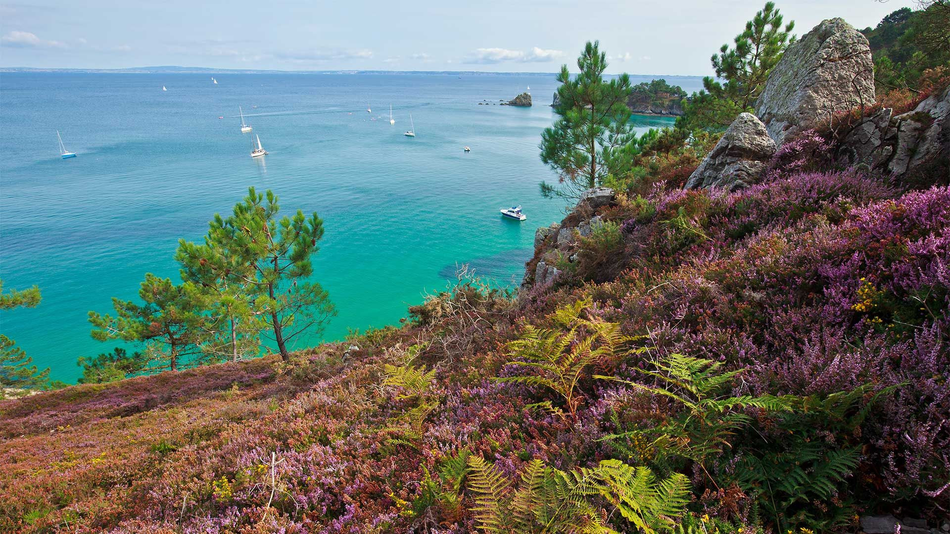 © Adobe Stock Lande de bruyère au-dessus de la mer - Cap de la Chèvre, Crozon - Bretagne
