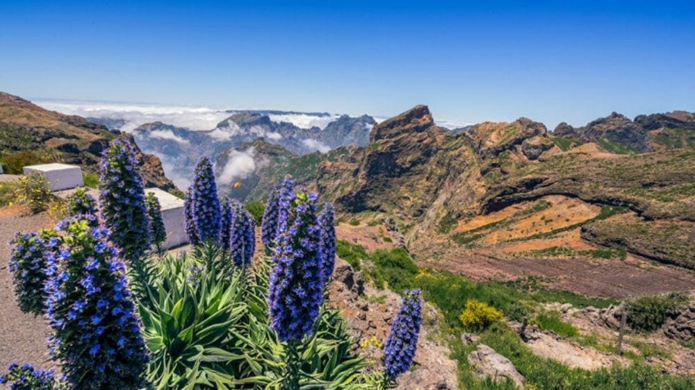 Vipérines en fleur et montagnes depuis le Pico do Arieiro - Madère - Portugal