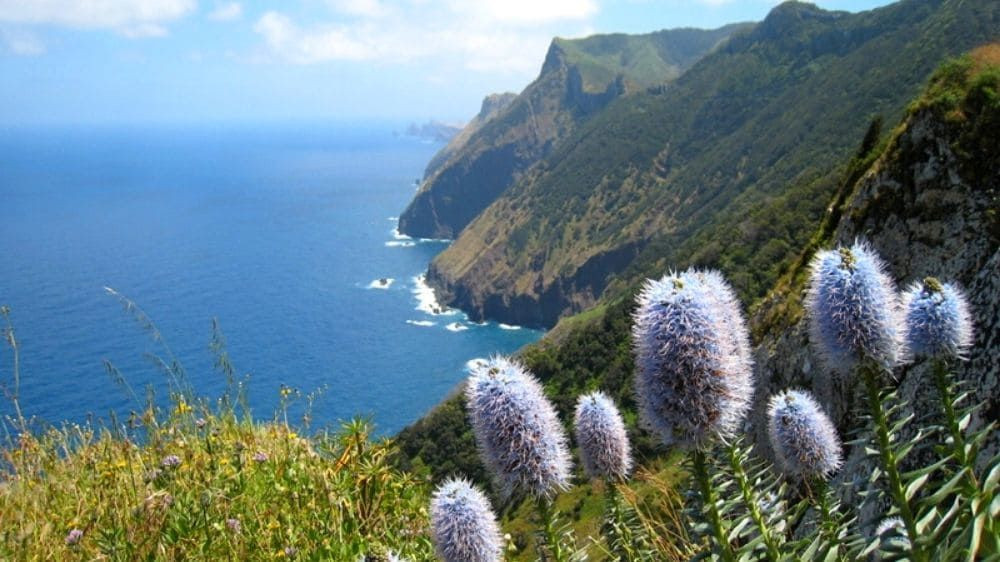 Sentier côtier et falaises fleuries au-dessus de l'océan - Madère - Portugal