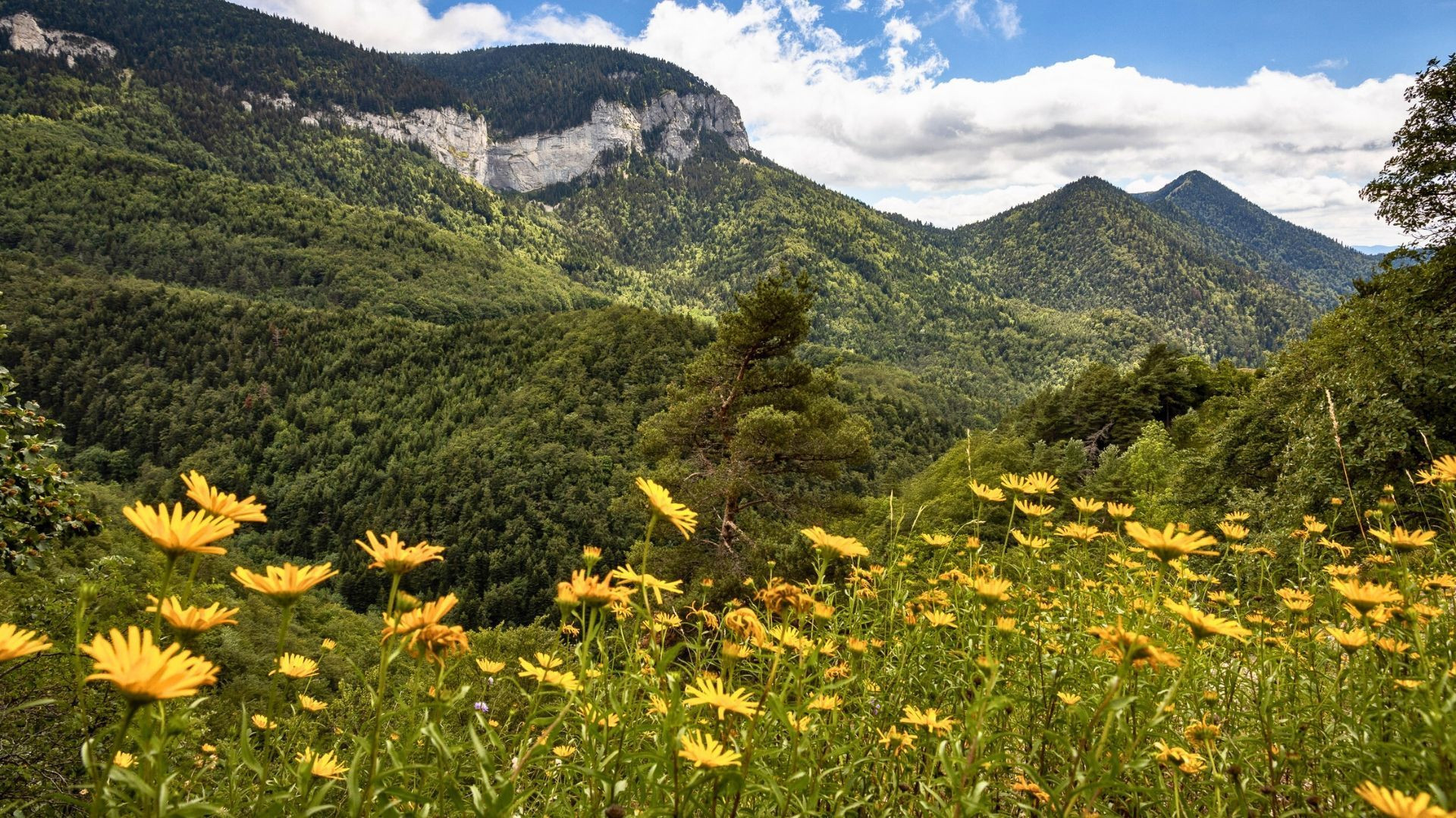 Prairie fleurie et falaises du Vercors - Vercors - France