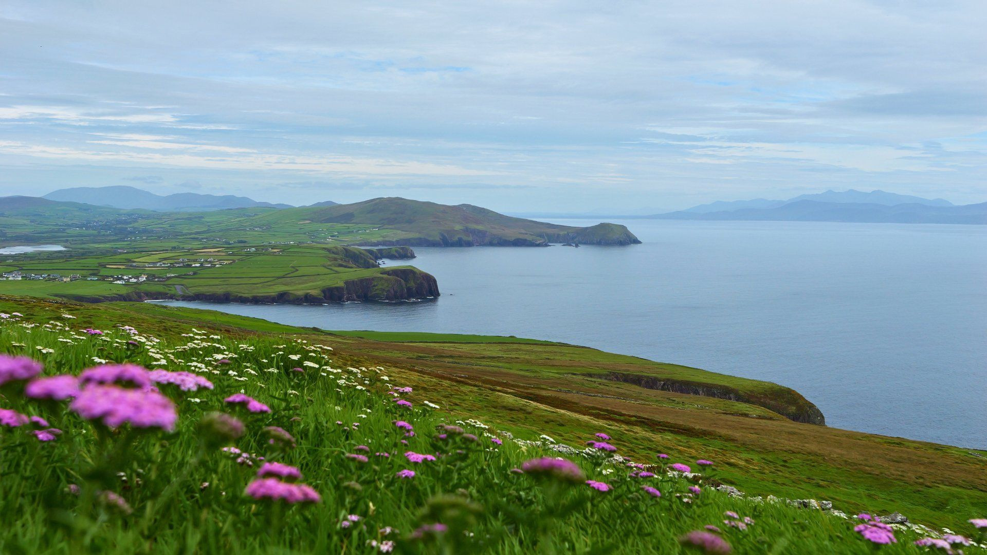 Vue sur la baie de Dingle et fleurs sauvages - Kerry - Irlande