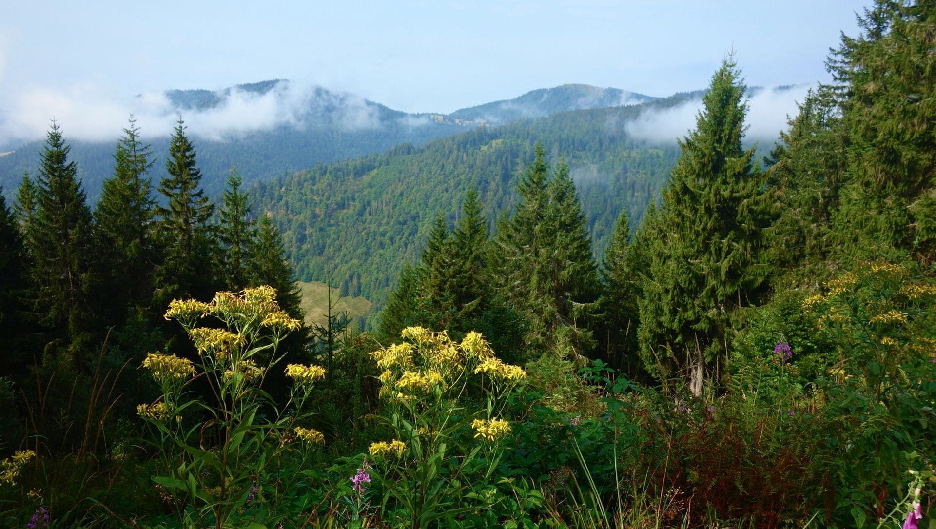 Vue sur les sommets boisés de la Forêt-Noire - Allemagne
