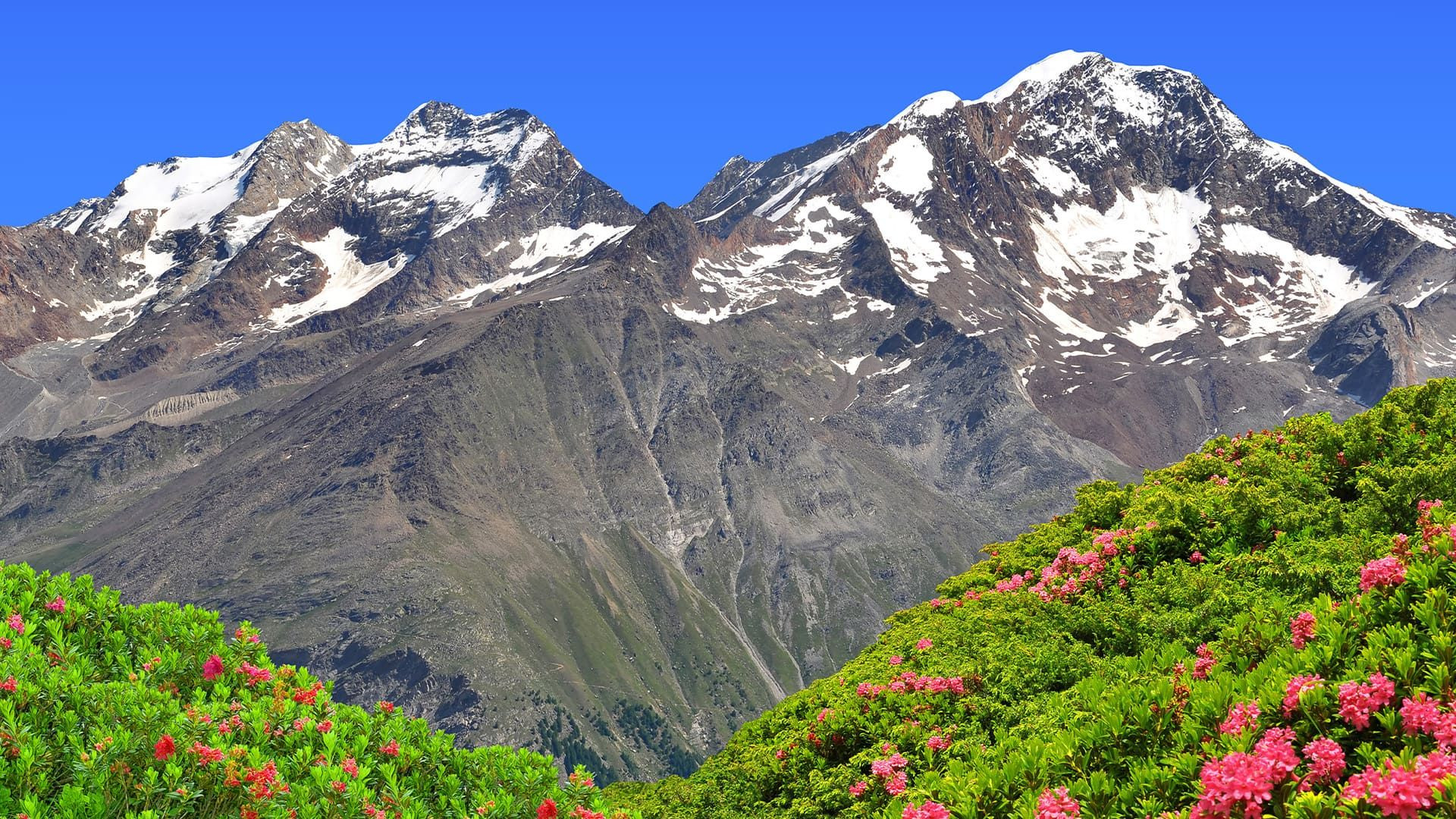Sommets enneigés au-dessus des rhododendrons - Weissmies et Lagginhorn - Valais - Suisse