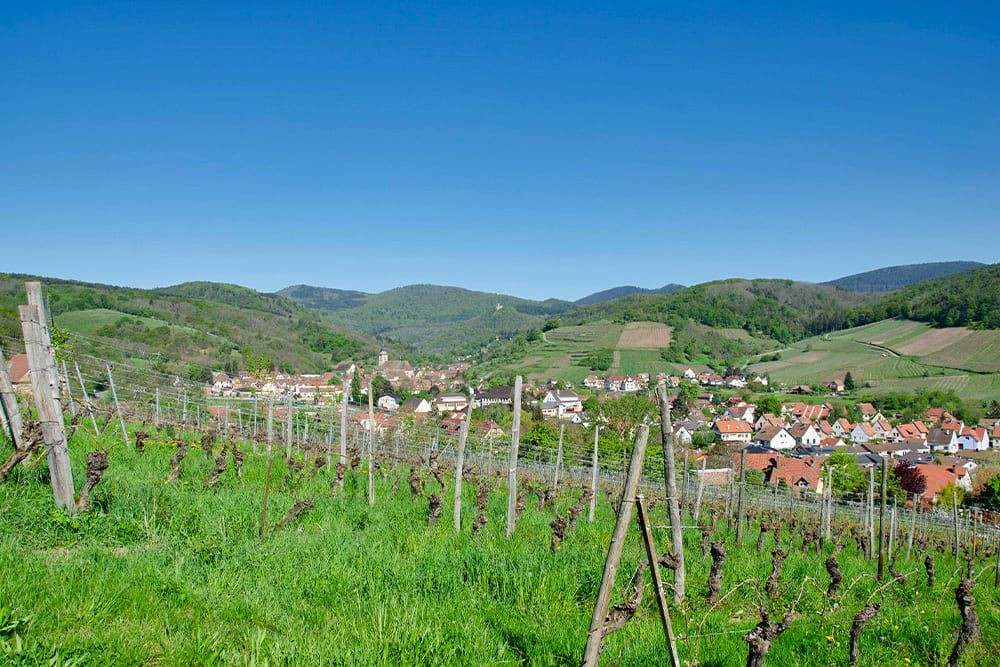 © Quentin Vanaker Vignes en terrasses surplombant un village - Alsace - France