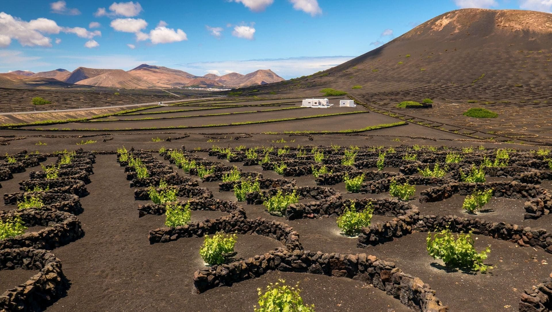 Vignes en cuvettes de cendres volcaniques de La Geria - Lanzarote - Espagne