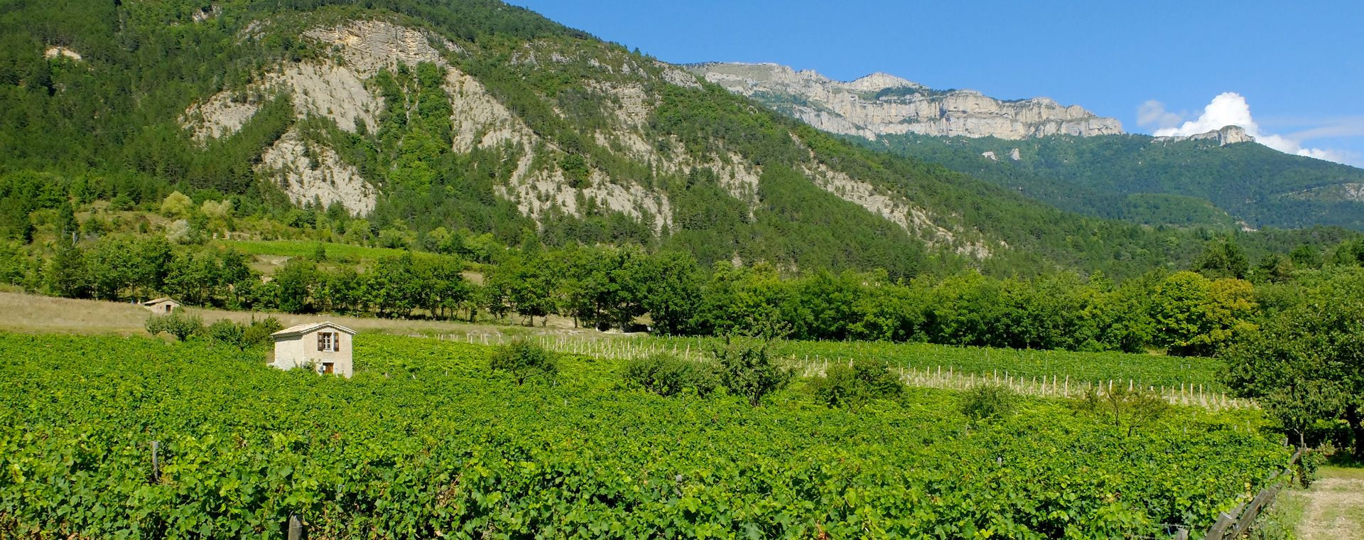 Vignoble de Châtillon-en-Diois au pied des falaises - Vercors - France