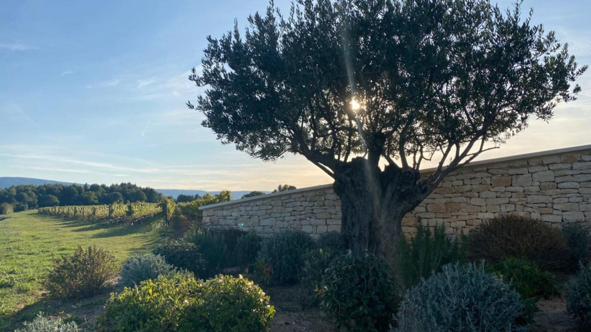 Olivier et vignoble au coucher du soleil - Ventoux - Vaucluse - France