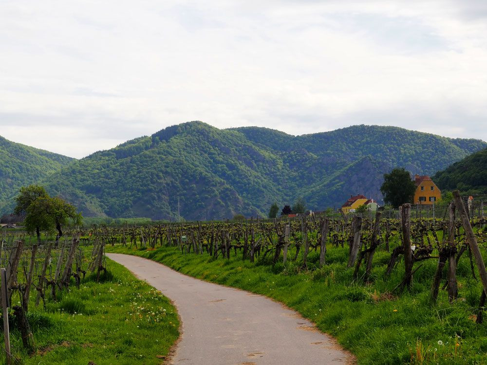Chemin à travers les vignobles de la vallée de la Wachau - Autriche