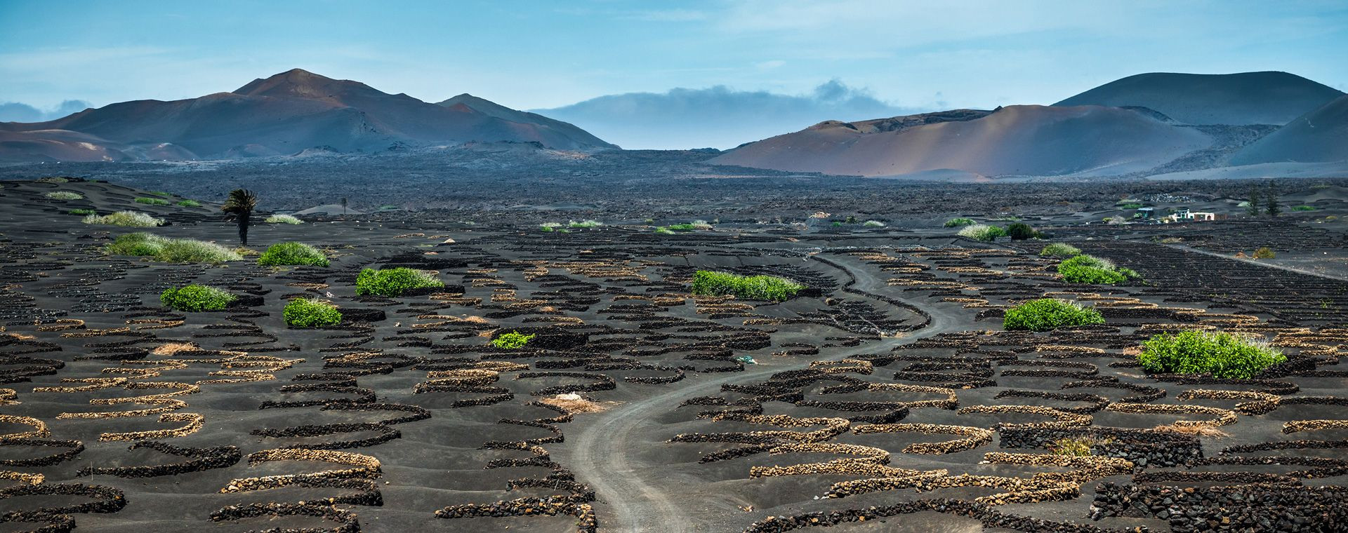Vignoble volcanique de La Geria face aux volcans - Lanzarote - Canaries - Espagne