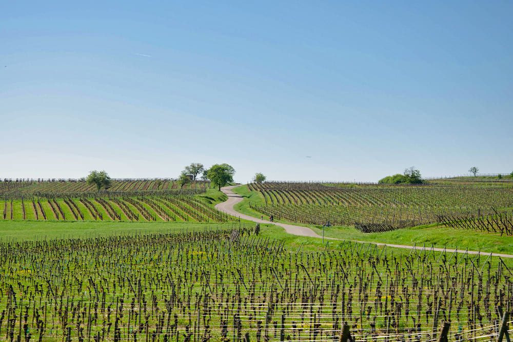 © Quentin Vanaker Vignobles vallonnés au printemps - Alsace - France