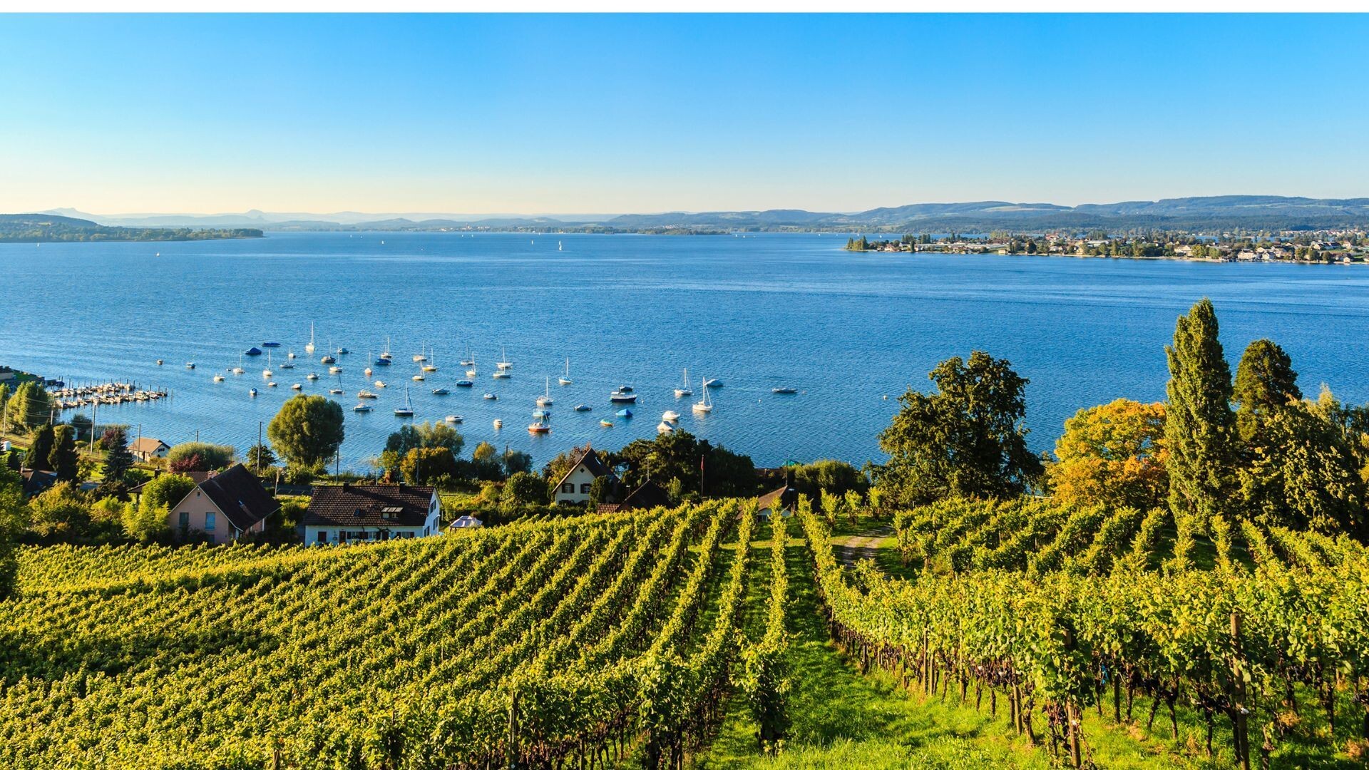 Vignobles surplombant le lac de Constance (Bodensee) - Allemagne