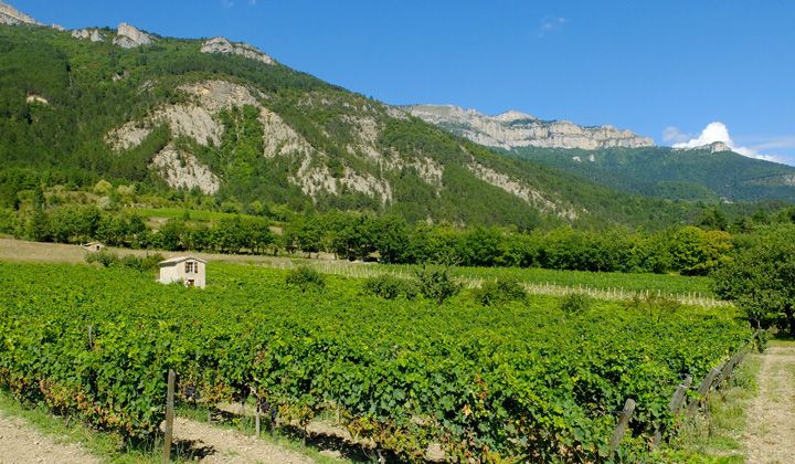 Vignobles de Châtillon-en-Diois - Vercors - France