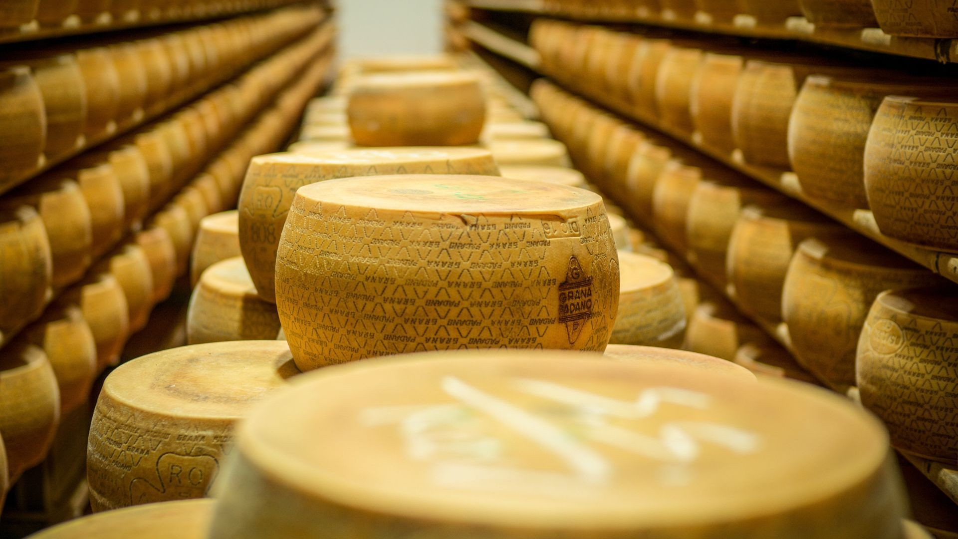 Meules de Grana Padano en cave d'affinage - Italie